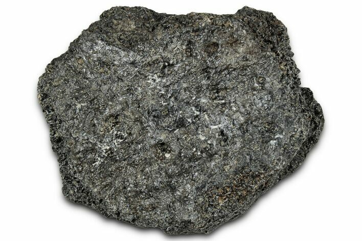 Fossil Glyptodont (Glyptotherium) Bony Armor Osteoderm - Florida #351085